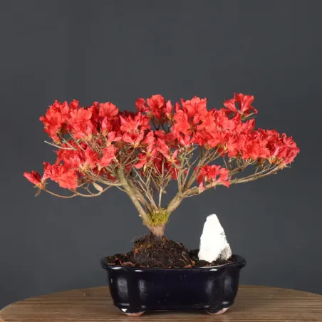 image supplémentaire - JAPANESE AZALEA 1-6