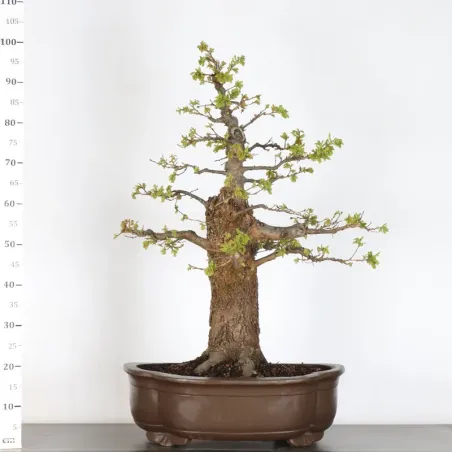 image supplémentaire - CHÊNE "QUERCUS CERRIS" 2-2