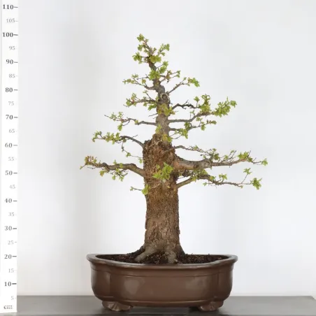 Pedunculate oak bonsai (Quercus Robur) CHR-2-2