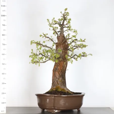 image supplémentaire - CHÊNE "QUERCUS CERRIS" 2-4