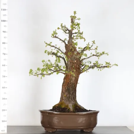 Bonsaï chêne pédonculé (Quercus Robur) CHR-2-4