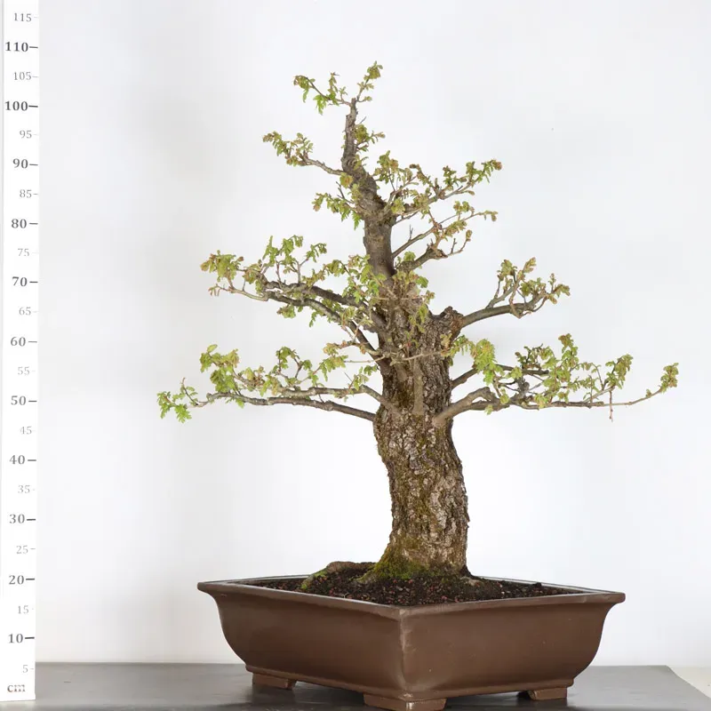 image supplémentaire - Chêne "quercus cerris" 2-6