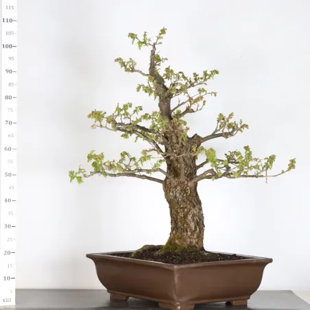 image supplémentaire - Chêne "quercus cerris" 2-6