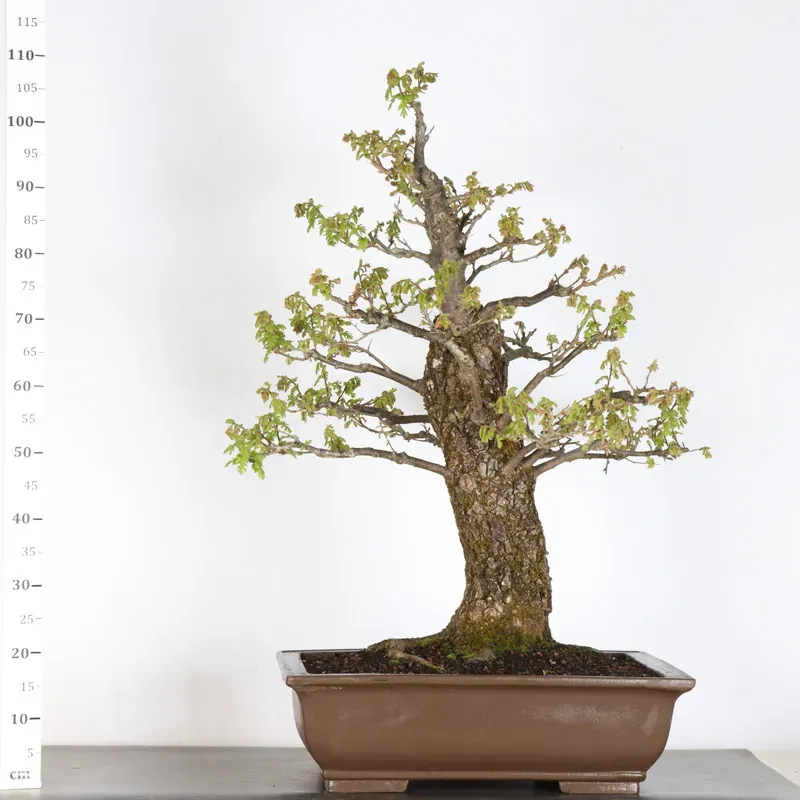 Chêne "quercus cerris" 2-6