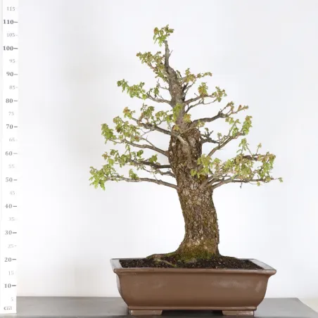OAK BONSAI "QUERCUS CERRIS" 2-6