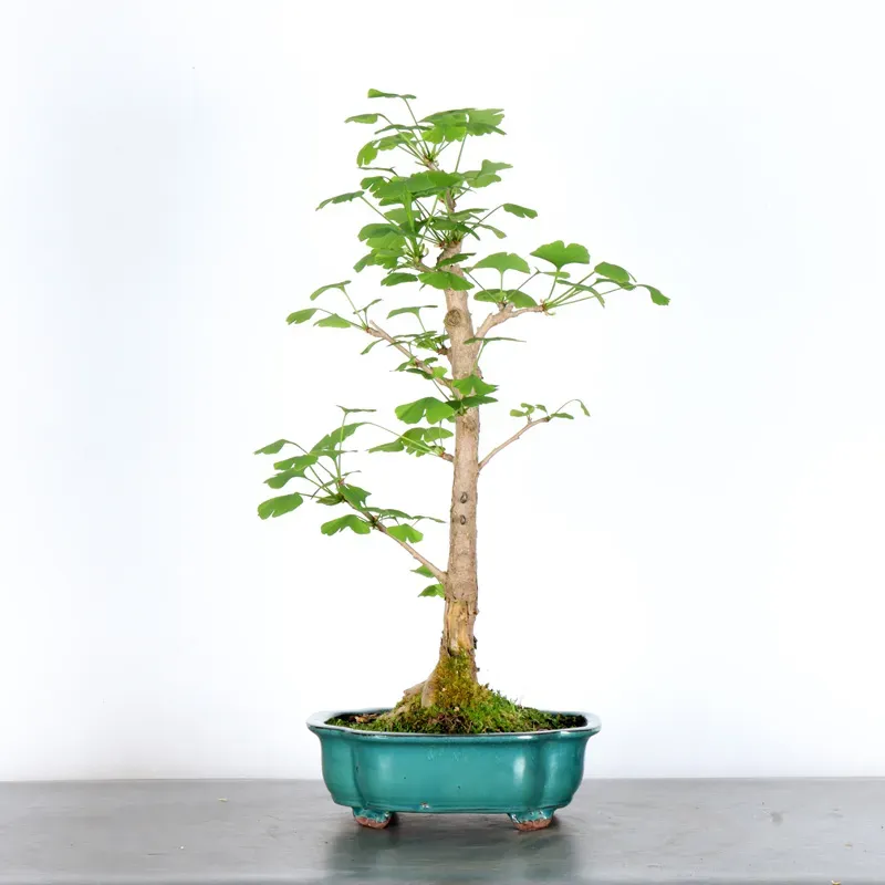 GINKGO BILOBA 1-1