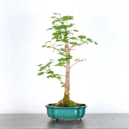 GINKGO BILOBA 1-1