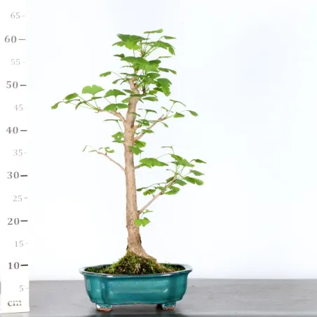 image supplémentaire - GINKGO BILOBA 1-1