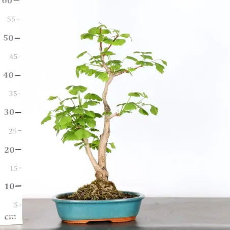 image supplémentaire - GINKGO BILOBA 1-2