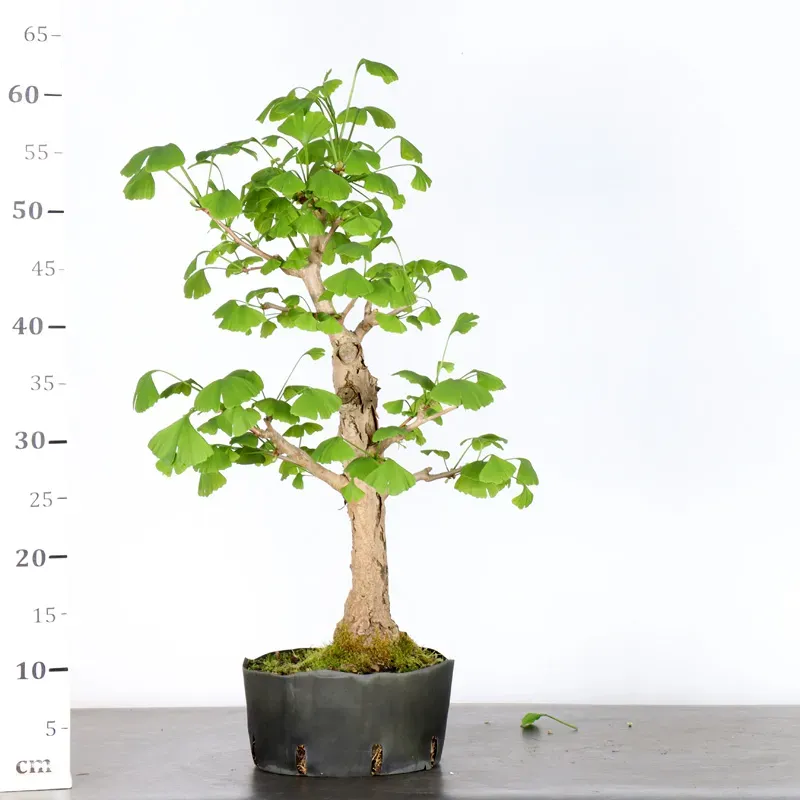 image supplémentaire - GINKGO BILOBA 1-3