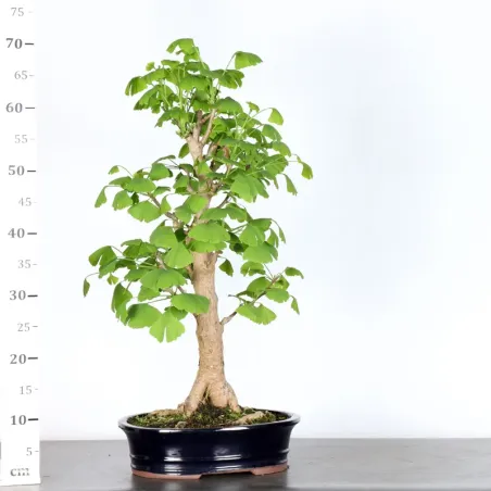 image supplémentaire - GINKGO BILOBA 1-4