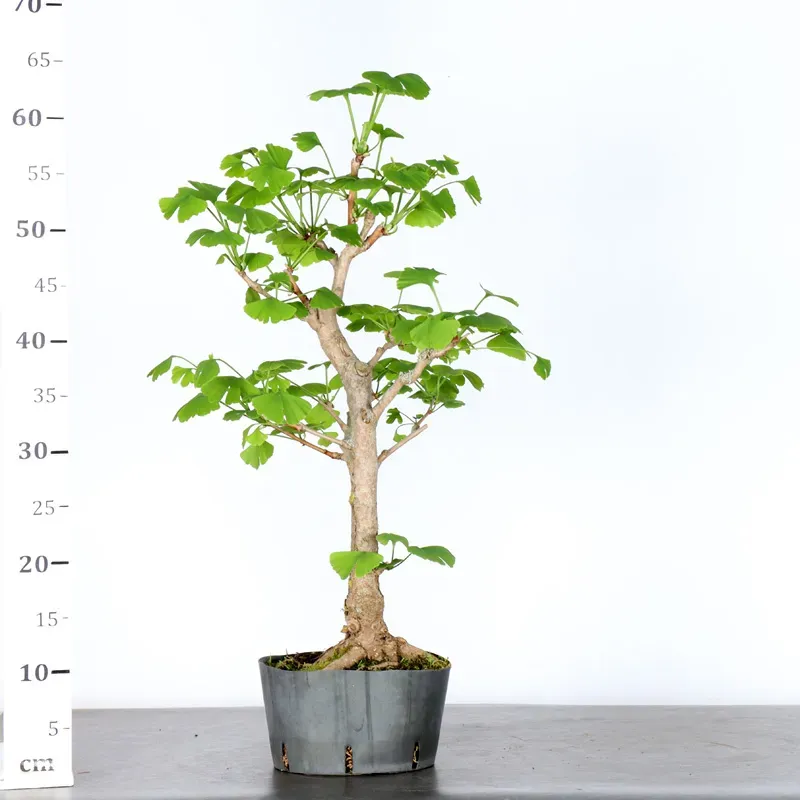 image supplémentaire - GINKGO BILOBA 1-5