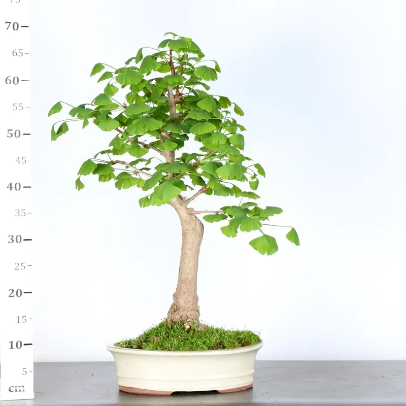 image supplémentaire - GINKGO BILOBA 1-6