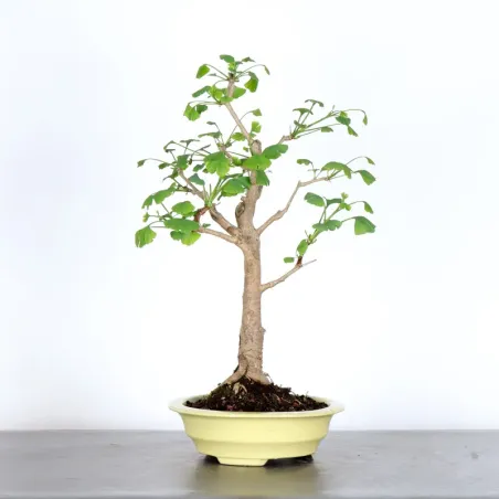 image supplémentaire - GINKGO BILOBA 1-7