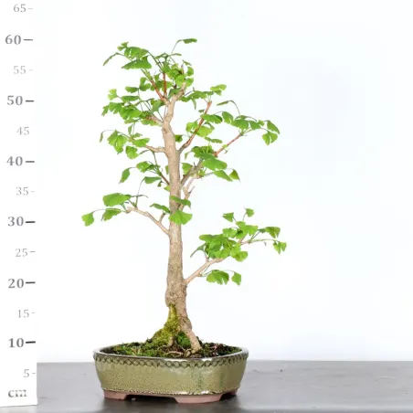 image supplémentaire - GINKGO BILOBA 1-8