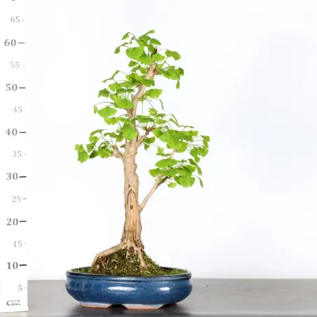 image supplémentaire - GINKGO BILOBA 1-9