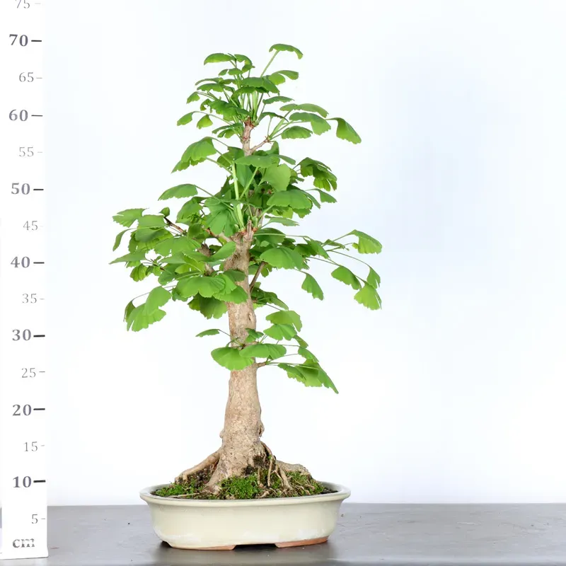 image supplémentaire - GINKGO BILOBA 1-10