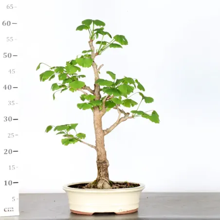 image supplémentaire - GINKGO BILOBA 2-1