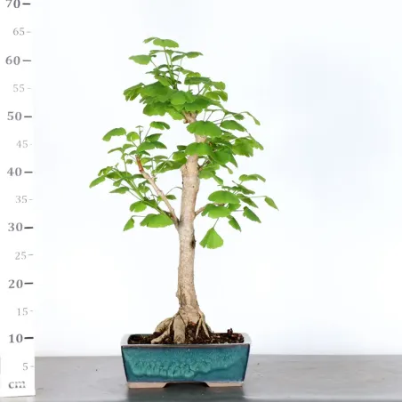 image supplémentaire - GINKGO BILOBA 2-3