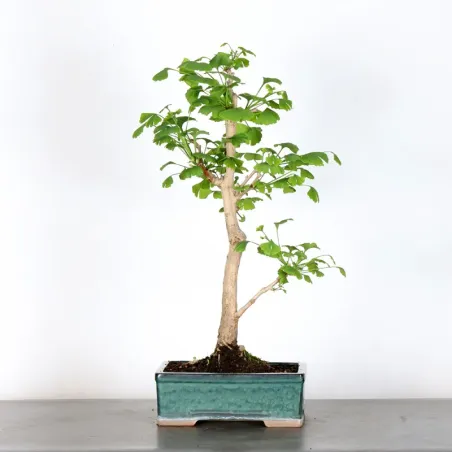 GINKGO BILOBA 2-2