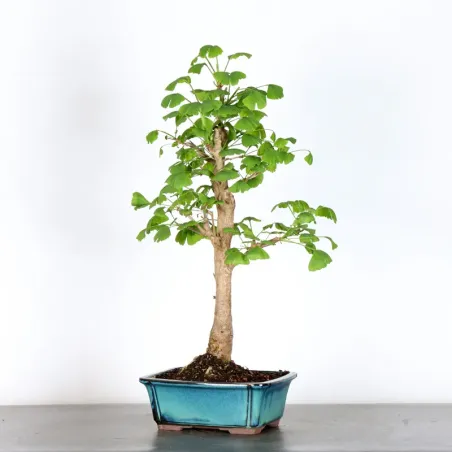 image supplémentaire - GINKGO BILOBA 2-5