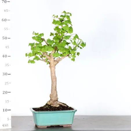 image supplémentaire - GINKGO BILOBA 2-6