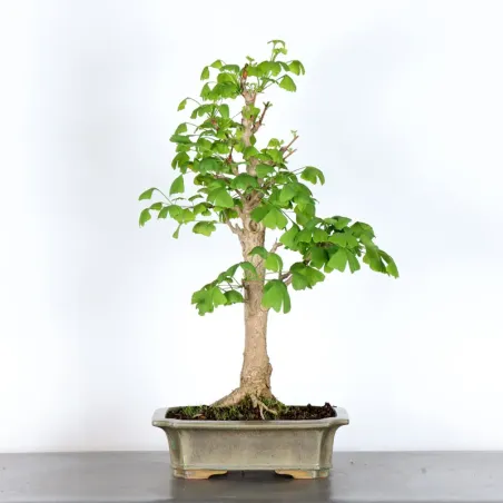 GINKGO BILOBA 2-7