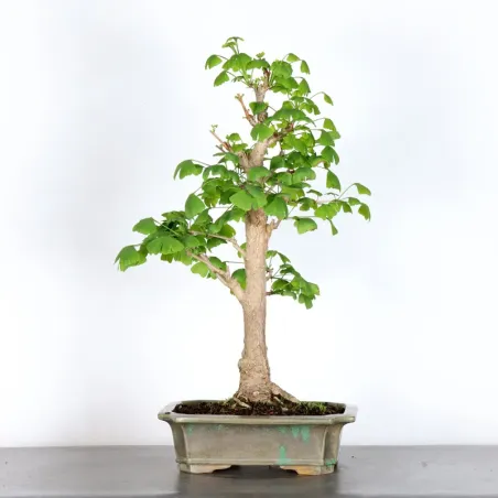image supplémentaire - GINKGO BILOBA 2-7