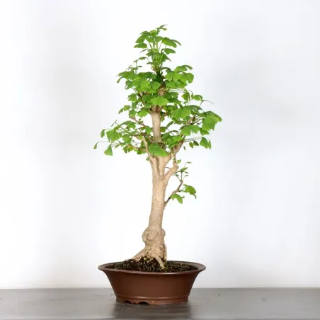 image supplémentaire - GINKO BILOBA 2-8