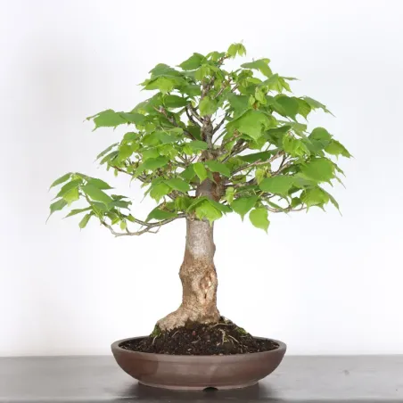 BONSAI TILLEUL "TILIA" 1-11