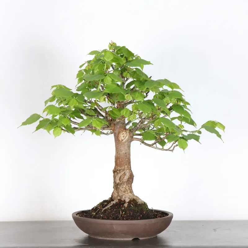 image supplémentaire - BONSAI TILLEUL "TILIA" 1-11