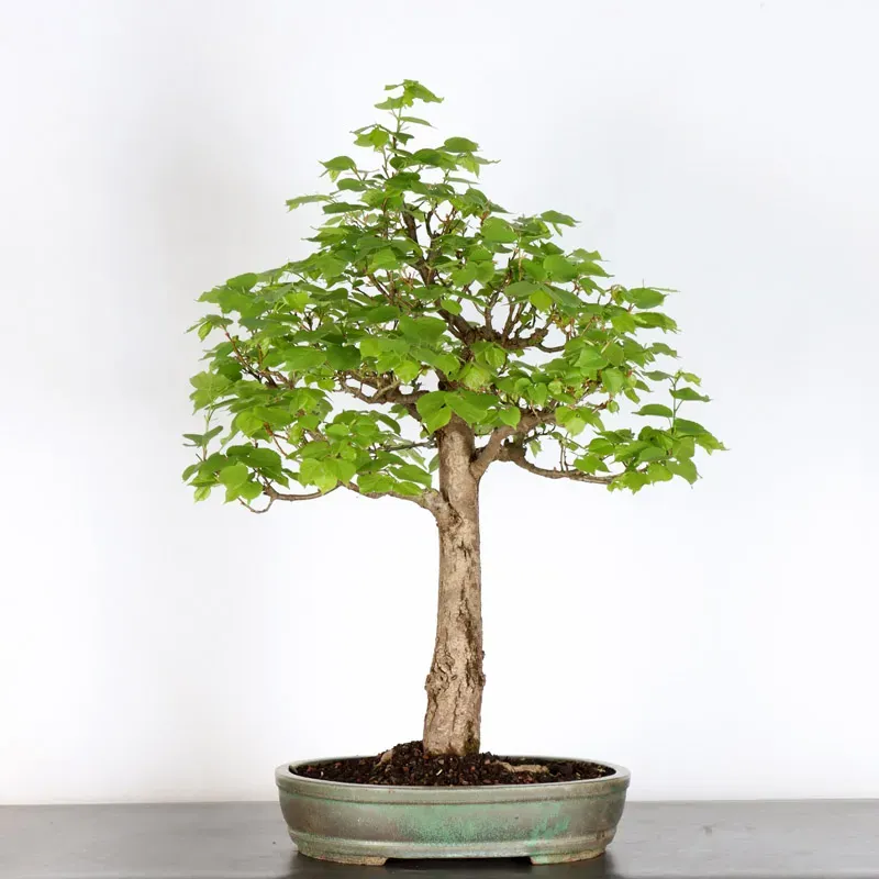 BONSAI TILLEUL "TILIA" 2-14