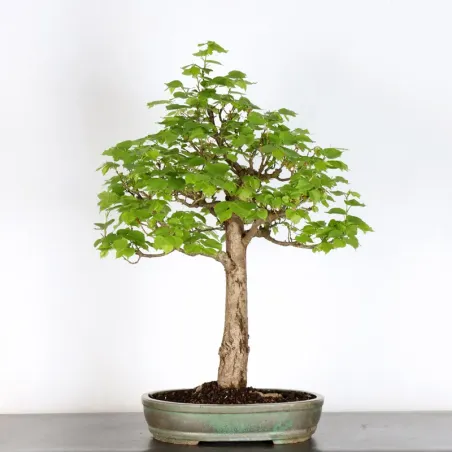 BONSAI TILLEUL "TILIA" 2-14