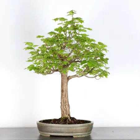 image supplémentaire - BONSAI TILLEUL "TILIA" 2-14