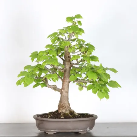 BONSAI TILLEUL "TILIA" 2-10