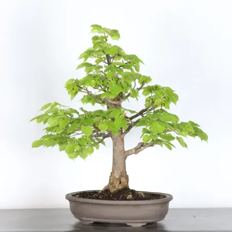image supplémentaire - BONSAI TILLEUL "TILIA" 2-10