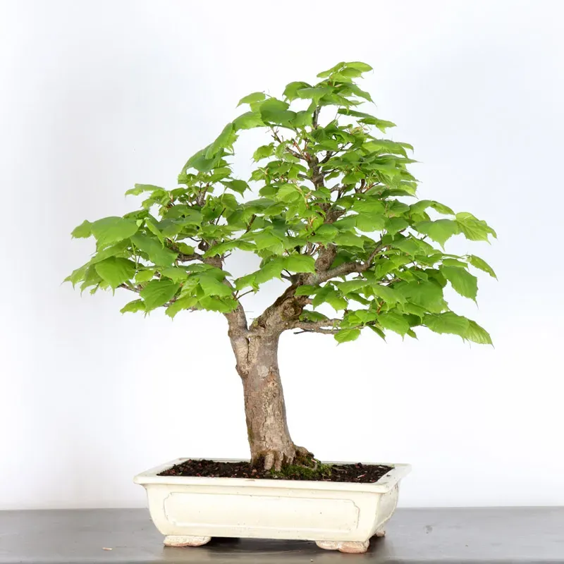 image supplémentaire - BONSAI TILLEUL "TILIA" 2-12
