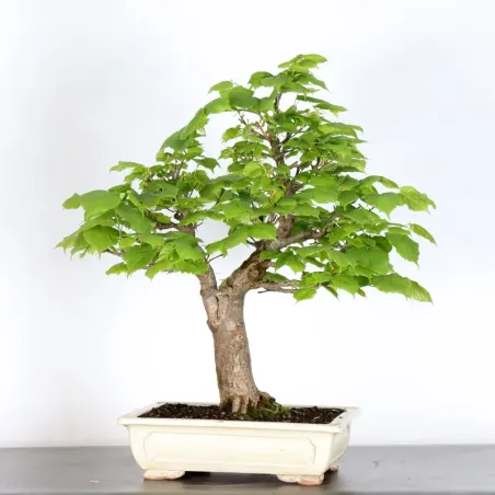 image supplémentaire - BONSAI TILLEUL "TILIA" 2-12