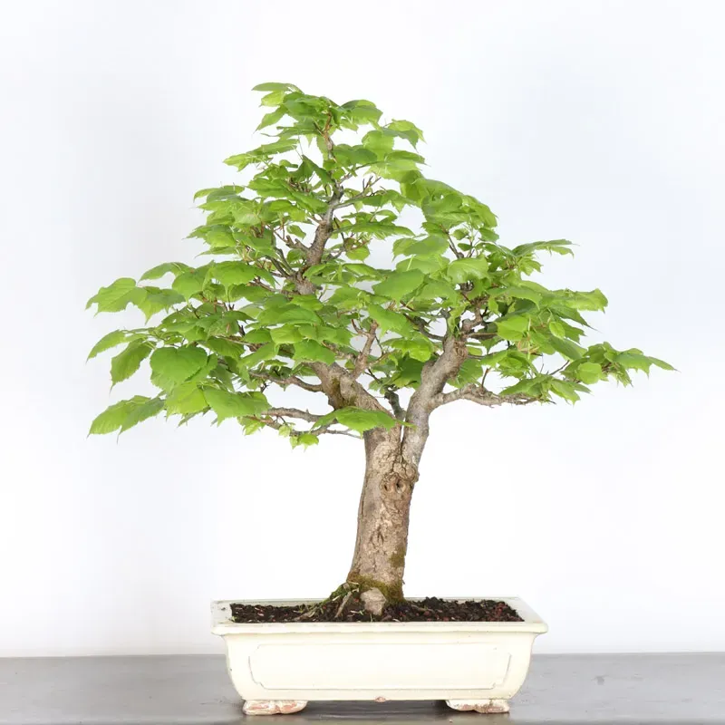 BONSAI TILLEUL "TILIA" 2-12