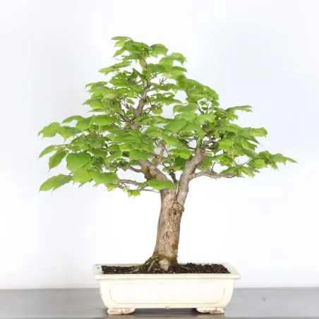 BONSAI TILLEUL "TILIA" 2-12