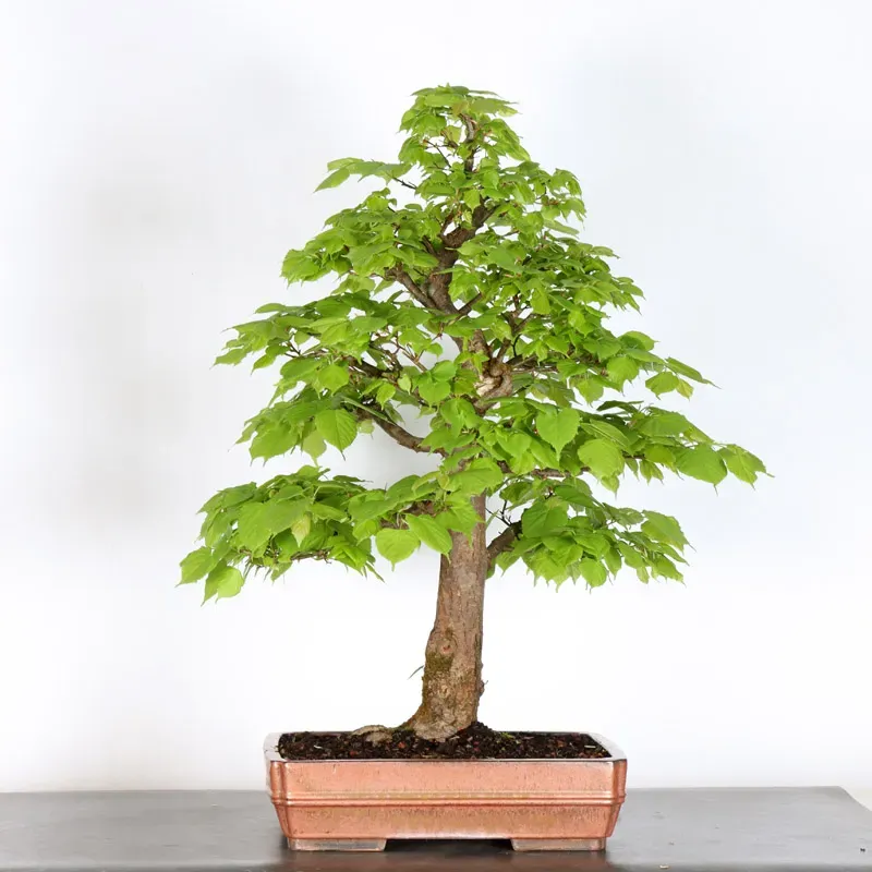 BONSAI LINDEN "TILIA" 2-15