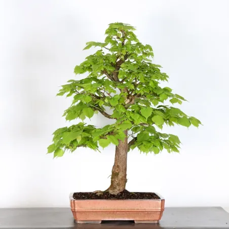 BONSAI TILLEUL "TILIA" 2-15