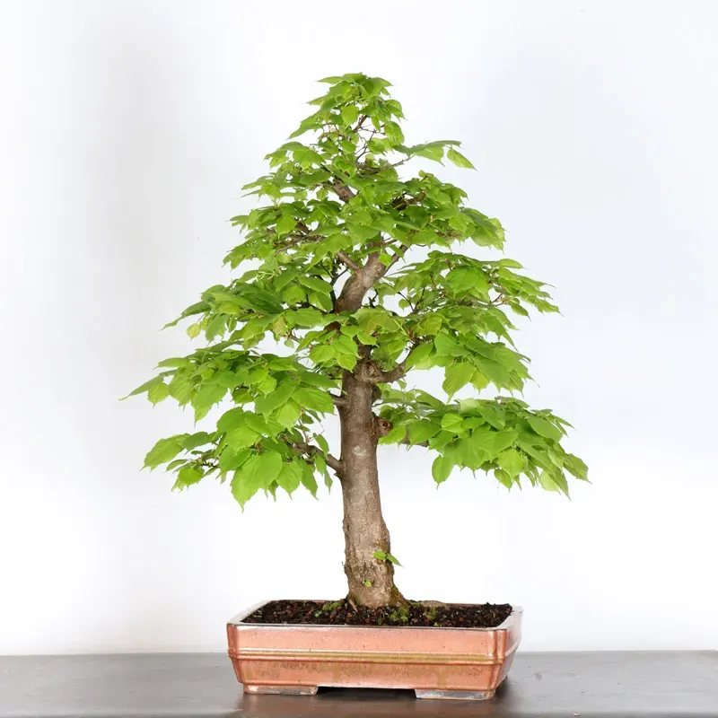 image supplémentaire - BONSAI TILLEUL "TILIA" 2-15