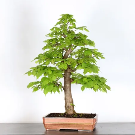 image supplémentaire - BONSAI TILLEUL "TILIA" 2-15