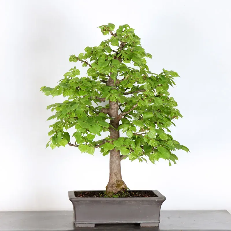 BONSAI TILLEUL "TILIA" 2-5