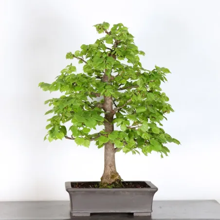 BONSAI TILLEUL "TILIA" 2-5