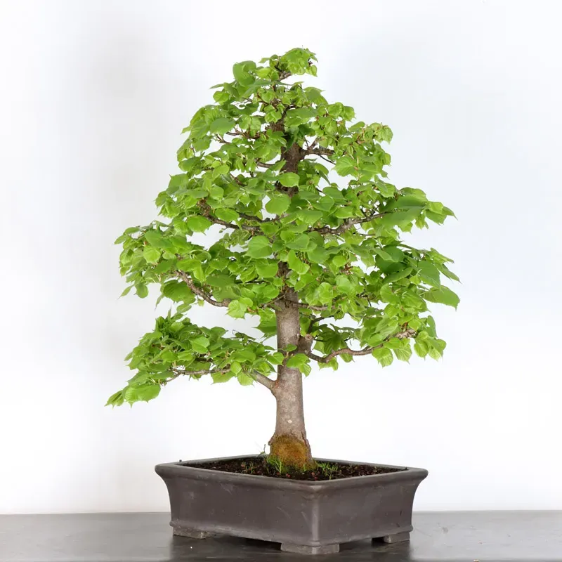 image supplémentaire - BONSAI TILLEUL "TILIA" 2-5