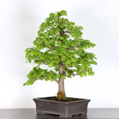 image supplémentaire - BONSAI TILLEUL "TILIA" 2-5