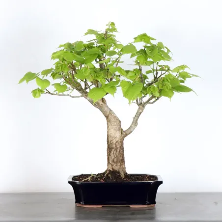 image supplémentaire - BONSAI TILLEUL "TILIA" 1-5