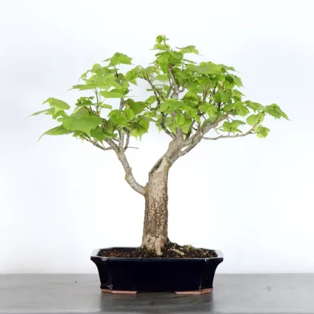 BONSAI TILLEUL "TILIA" 1-5